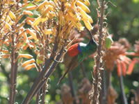 Greater Double-Collared Sunbird