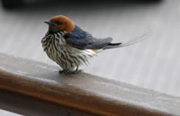 Lesser Striped Swallow