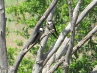 Alpine Swift