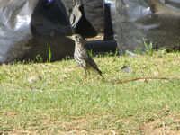 Groundscraper Thrush