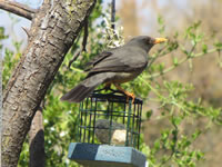 Karroo Thrush