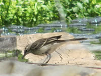 Cape Wagtail