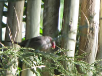 Common Waxbill