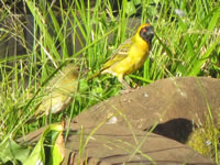 Southern Masked Weaver