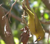 Cape White-Eye