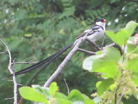 Pin-tailed Whydah