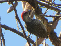 Cardinal Woodpecker