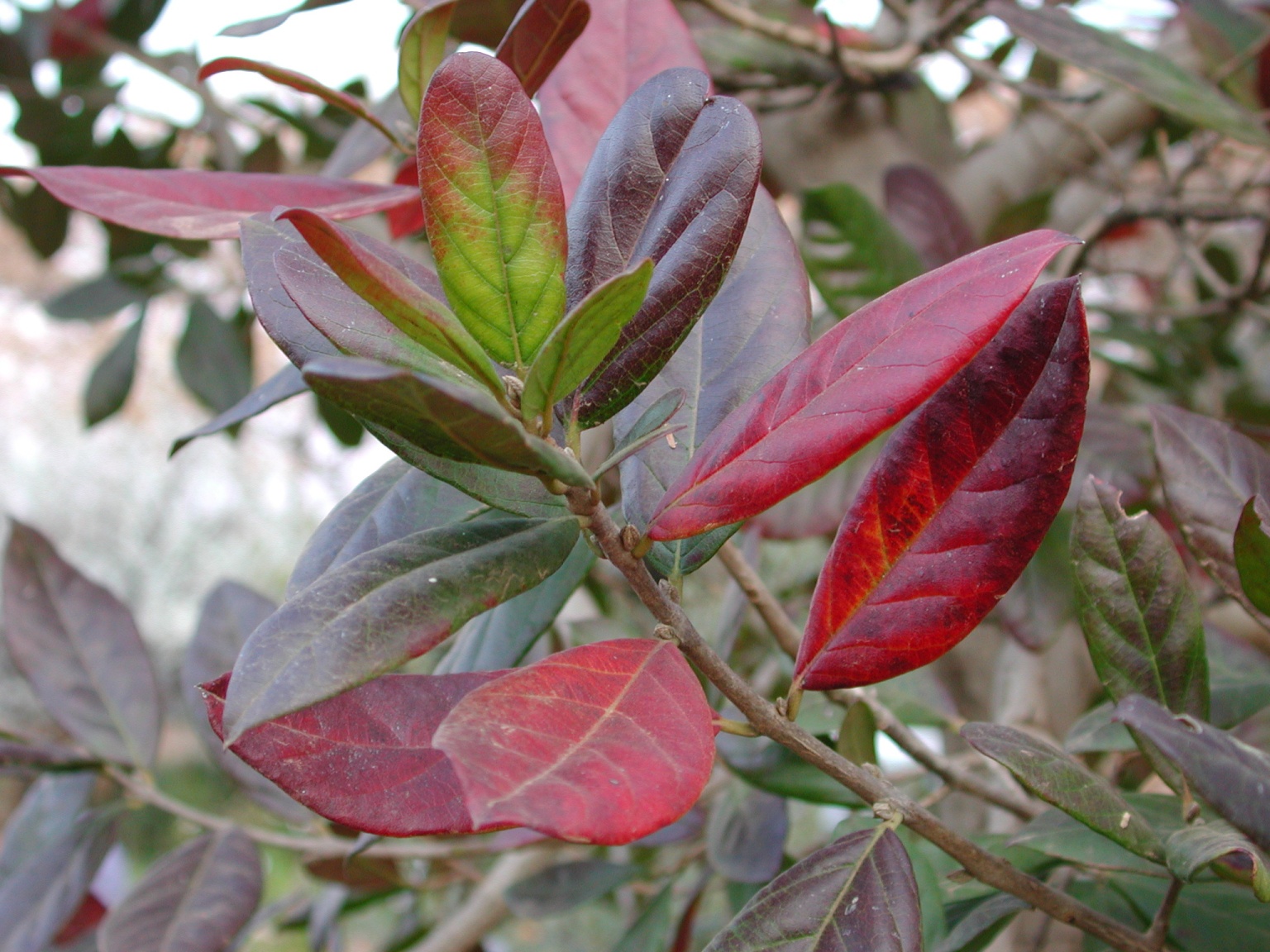 indigenous trees