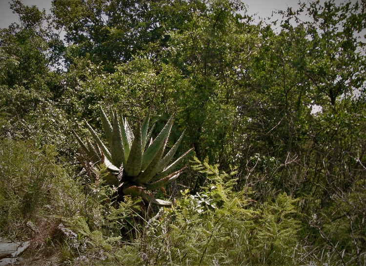 bird-friendly gardens