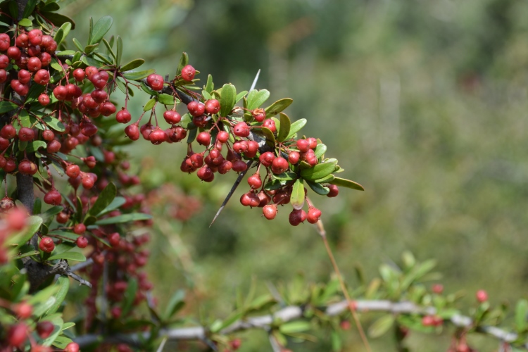 bird-friendly gardens
