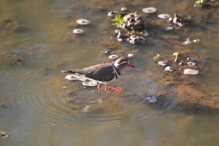 Bird-Friendly Garden