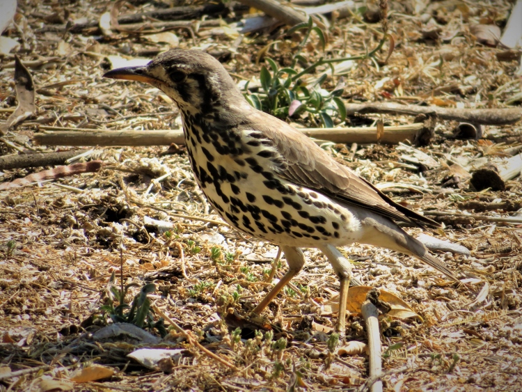 Bird-Friendly Garden