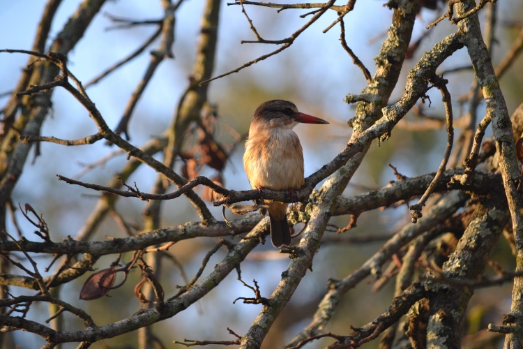 Bird-Friendly Garden