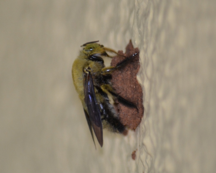 Carpenter Bee Buzz Pollination at our Plant Nursery