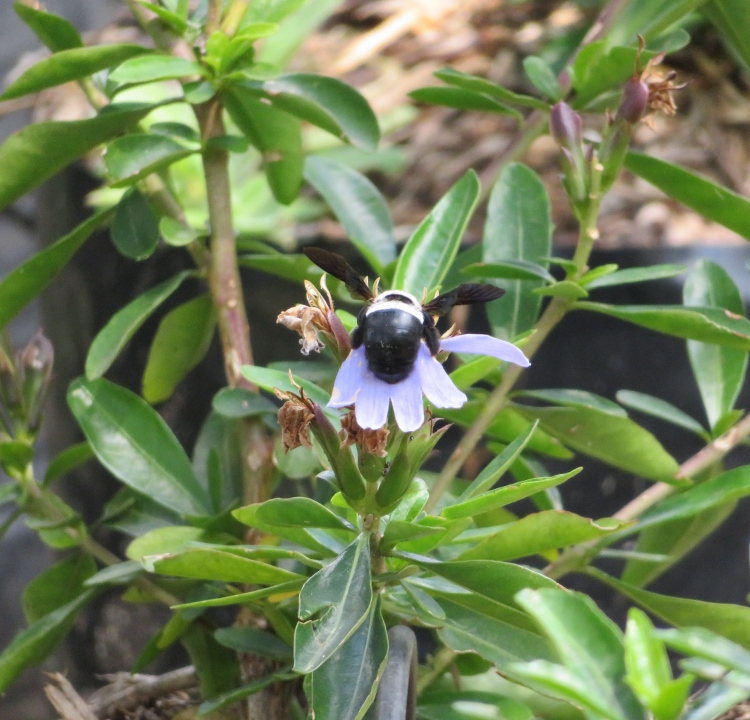 Carpenter Bee Buzz Pollination at our Plant Nursery