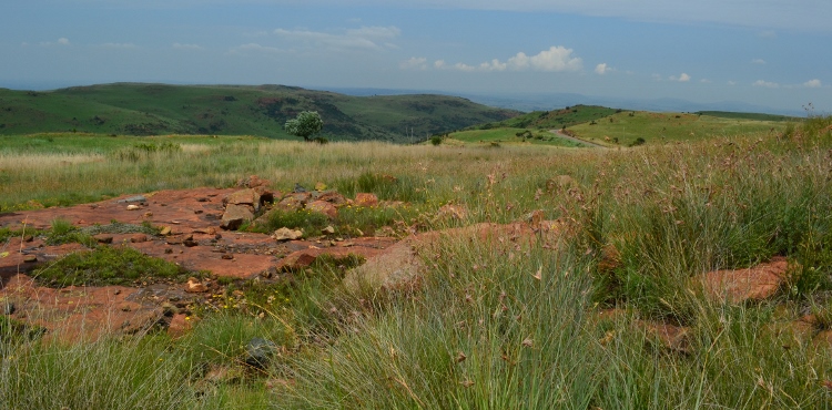How to create a Highveld Garden with Locally Indigenous Plants | Random ...