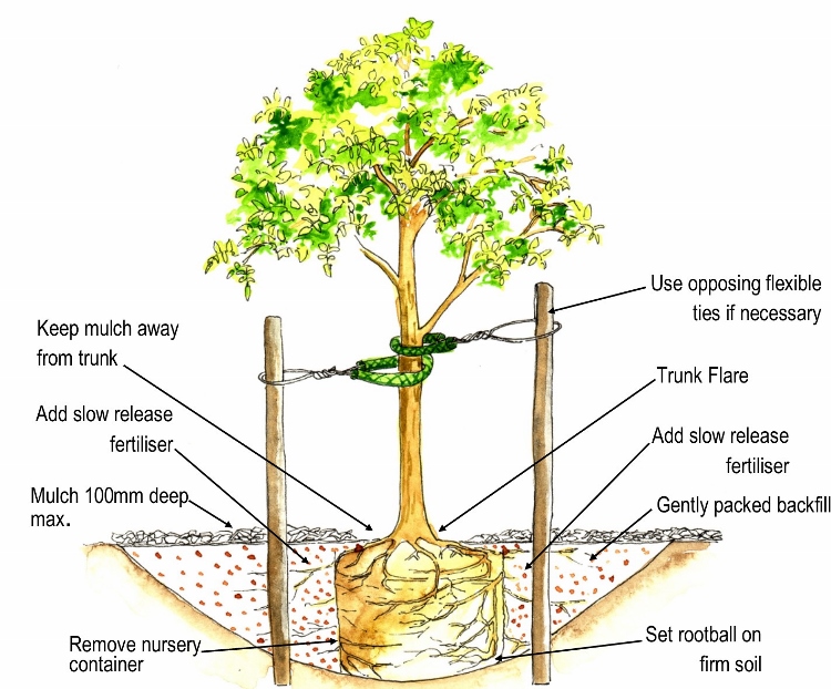 How to plant a tree