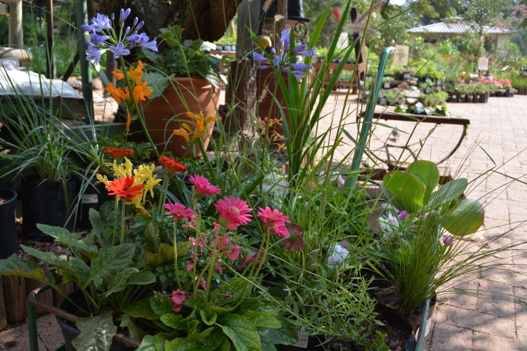 Indigenous Plant Gifts