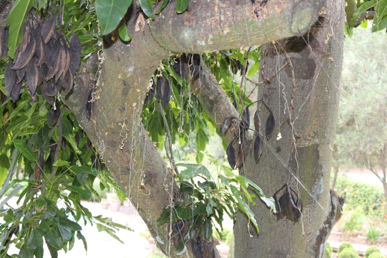 Polyphagous Shothole Borer Beetle