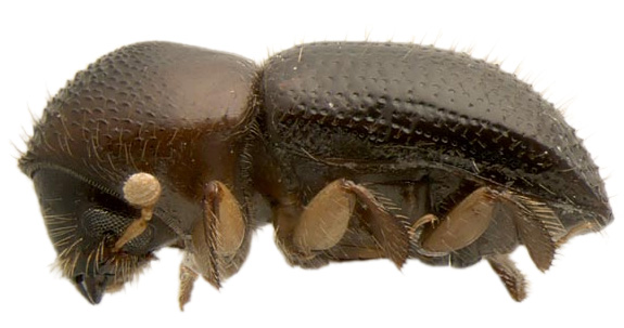 Polyphagous Shothole Borer Beetle