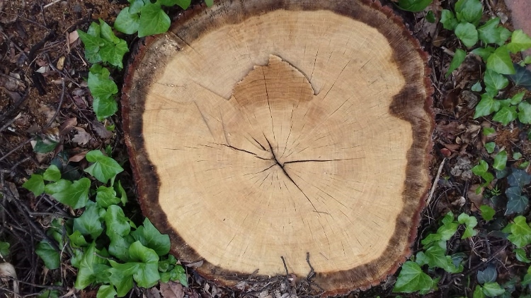 borer beetle control