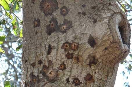 Polyphagous Shothole Borer Beetle
