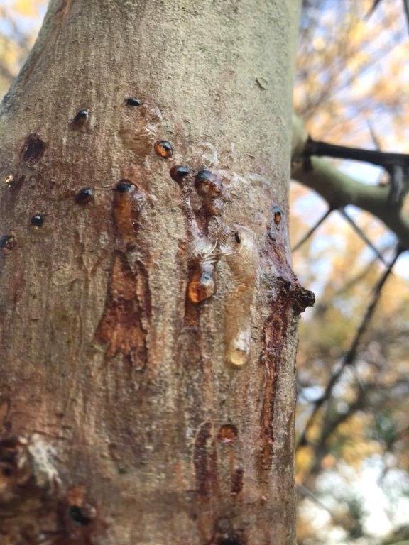Polyphagous Shothole Borer Beetle