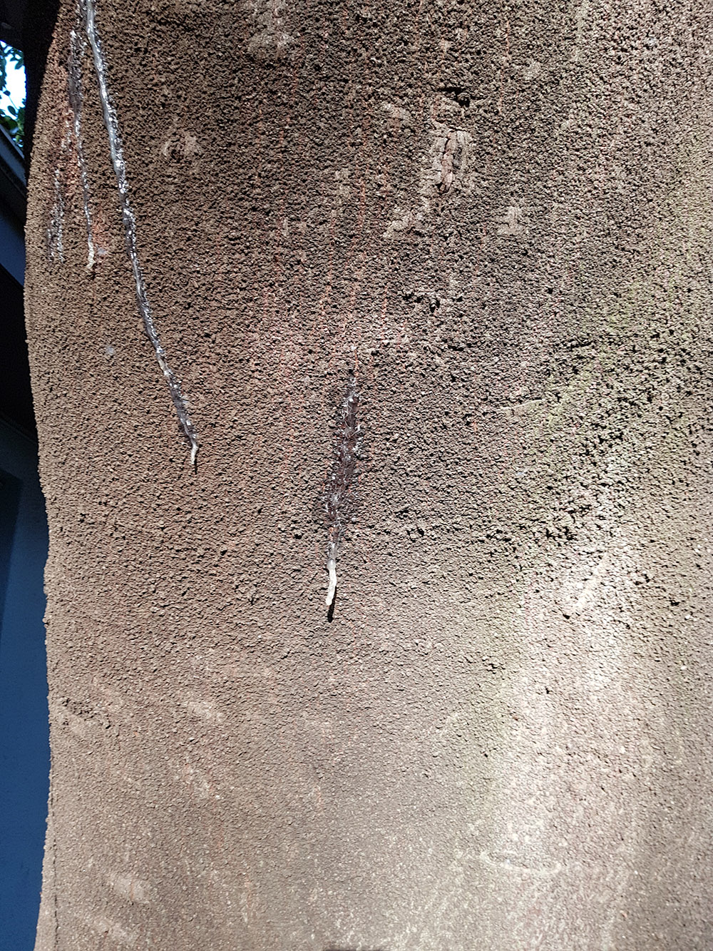 Polyphagous Shothole Borer Beetle
