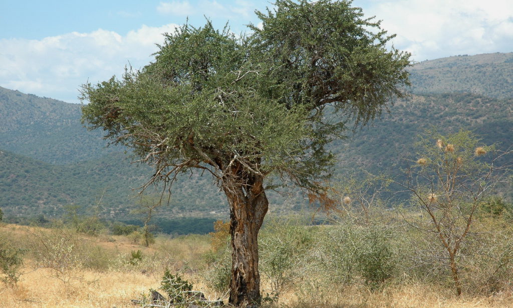 Boscia albutranca