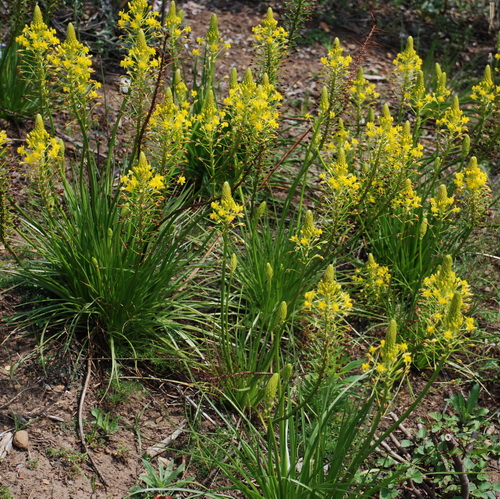 Bushy bulbine (Bulbine abyssnica)