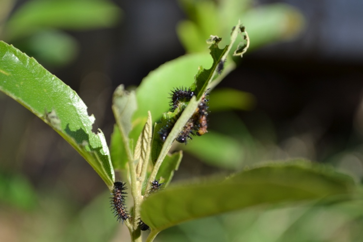 Butterfly host plants in Gauteng