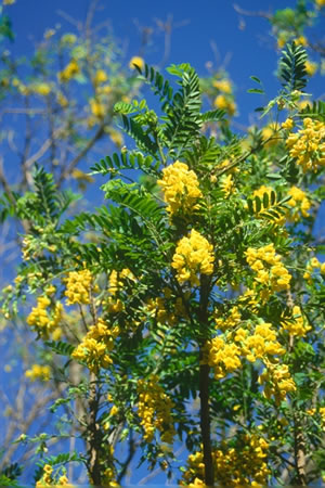 Calpurnea aurea - indigenous trees South Africa