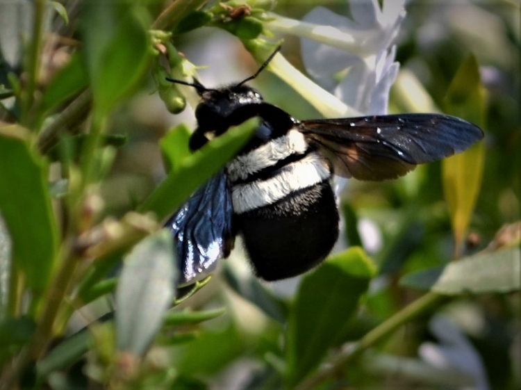 Plants for Wildlife