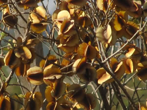 Combretum hereroense