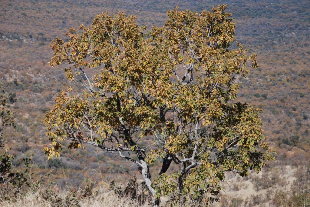 Combretum nelsonii growing in natural grassland habitat