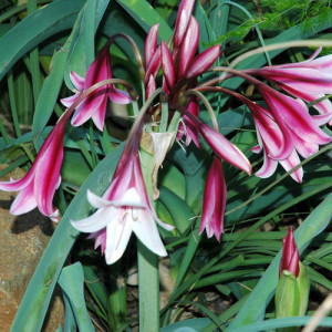 Crinum bulbispernum, the Vaal river lily. It prefers a damp spot and full sun