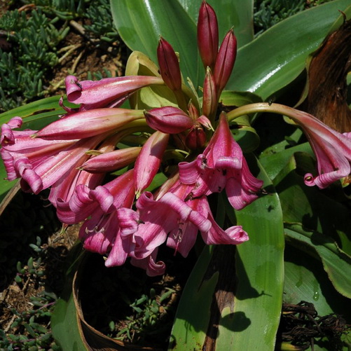 Crinum graminicola (Grass lily)