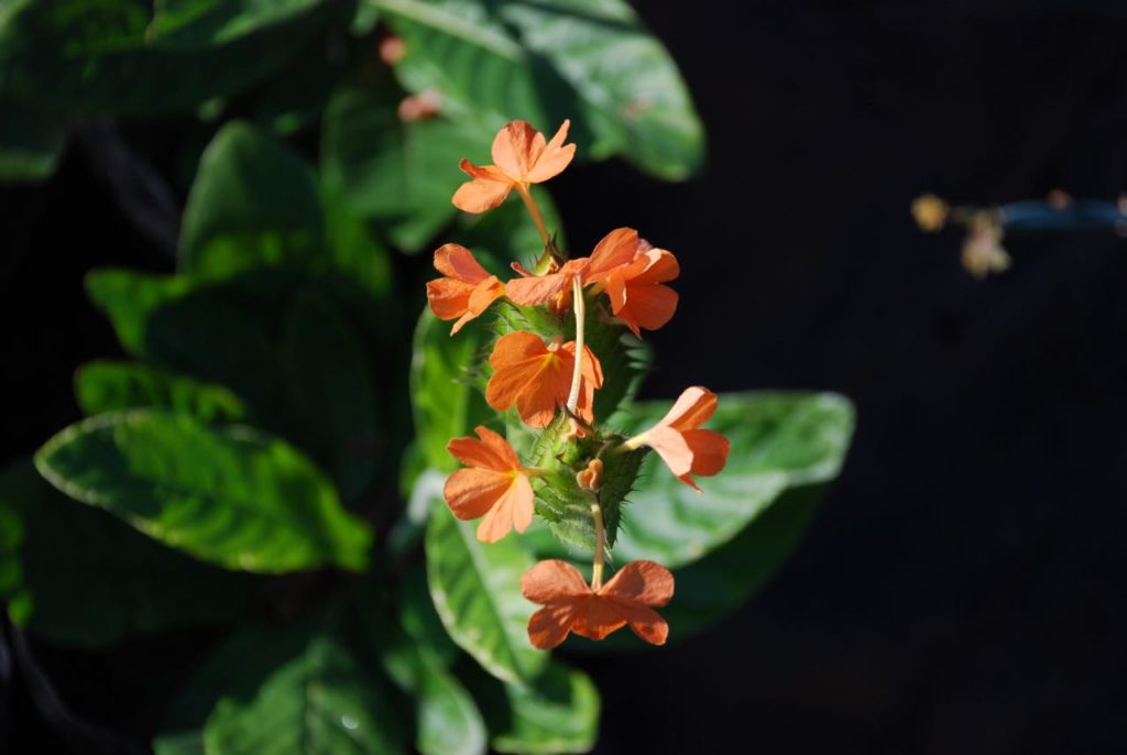 Crossandra greenstockii