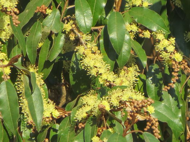 Croton gratissimus - indigenous trees South Africa