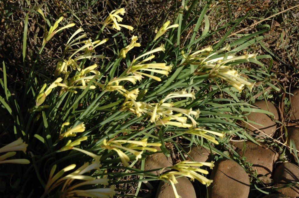 Cyrtanthus mackennii in flower.