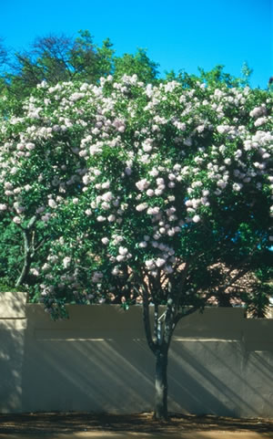 Dais cotinifolia - indigenous trees South Africa