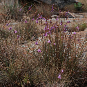 Dierama mossii, in habitat. Picture taken near Belfast