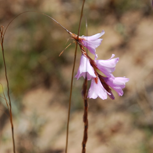 Dierama mossii