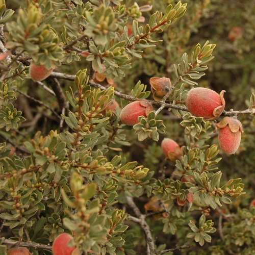 Diospyros austro africana