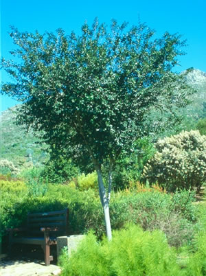 Recommended Indigenous Trees For Pools, Trees For Small Gardens In South Africa
