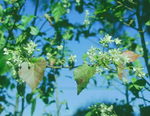 Dombeya cymosa - indigenous trees South Africa