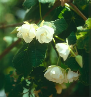 Dombeya tiliacea - indigenous trees South Africa