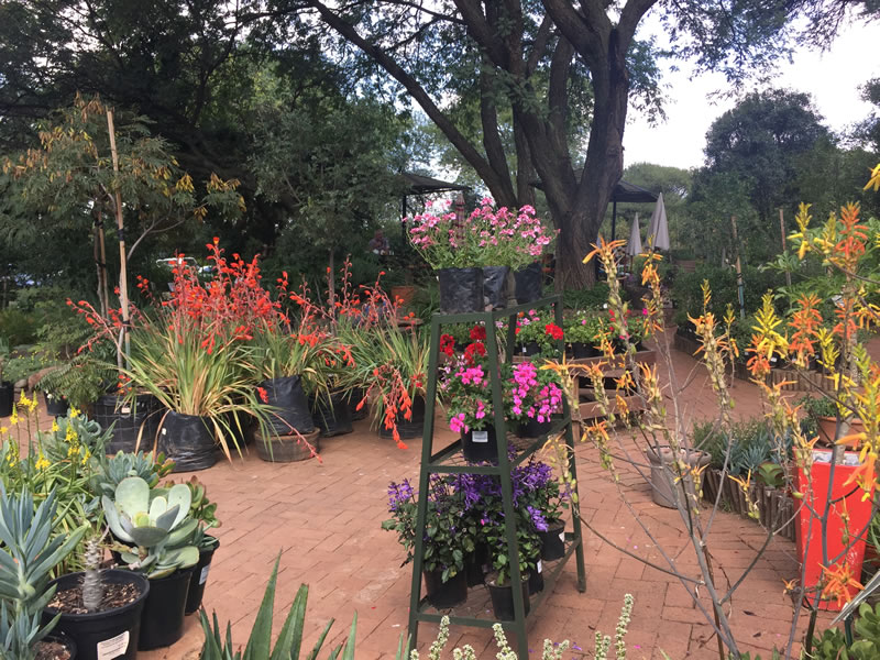 Online Plant Nursery Cape Town