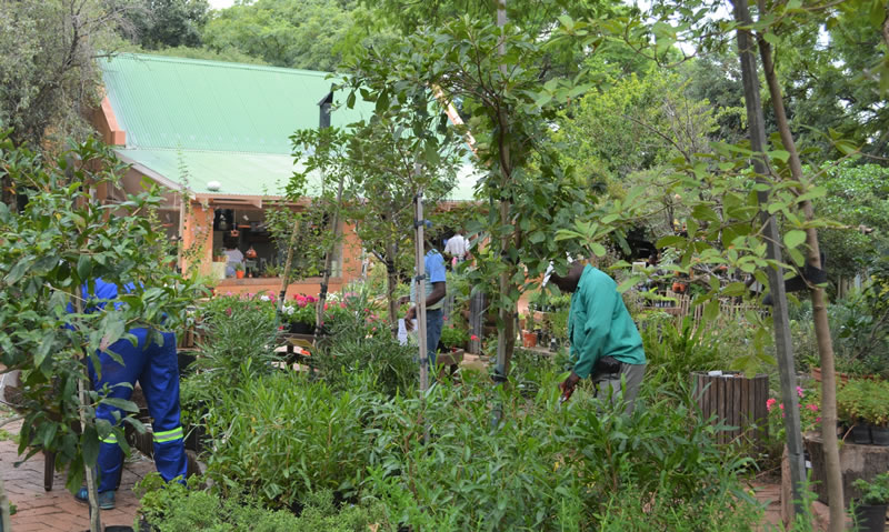 South African Indigenous Plant Nursery South African Indigenous Plant Nursery