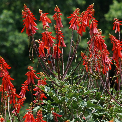 Erythrina humeana (Dwarf coral tree)